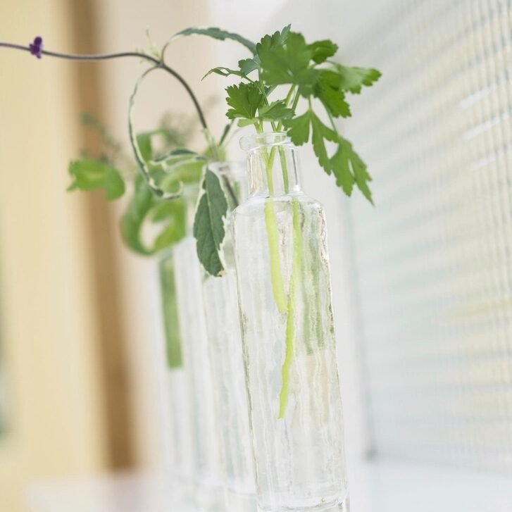 A fresh mixed herb bunch with coriander, parsley and mint