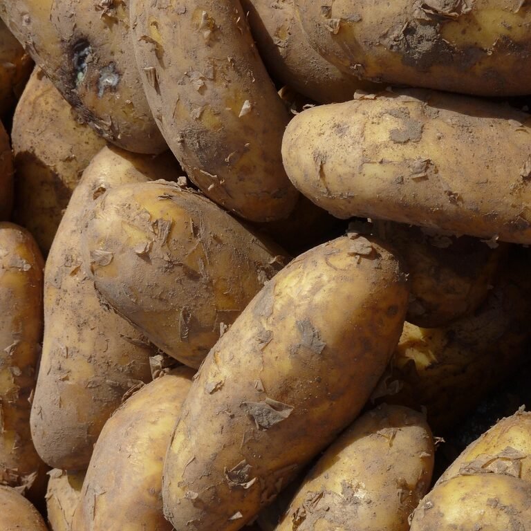 Raw potatoes with earthy skins